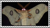MOTH.